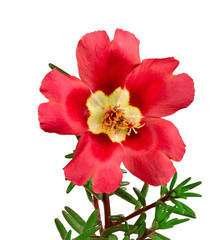 Red flower portulaca isolated on white background
