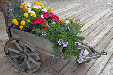 Fototapeta na wymiar flowers in wooden wheelbarrow on panel wooden floor, detail from
