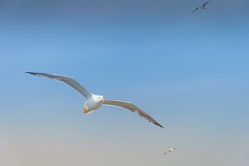 Sea gull in the sky
