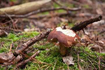 Angebissen