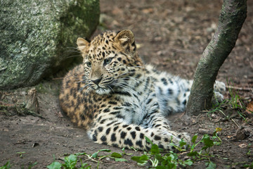 Fototapeta na wymiar amur leopard in open-air cage