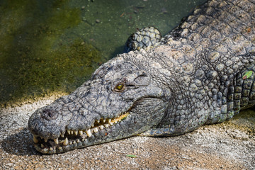Crocodiles fighting for food in park.