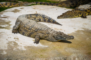 Crocodiles fighting for food in park.
