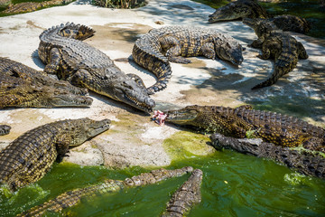 Crocodiles fighting for food in park.