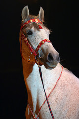 The star of the circus arena