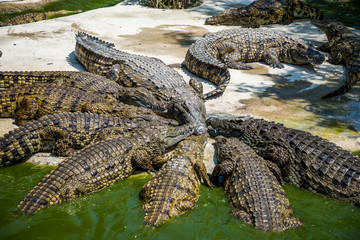 Crocodiles fighting for food in park.