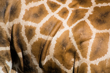 giraffa, dettaglio del mantello