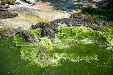 Crocodiles fighting for food in park.