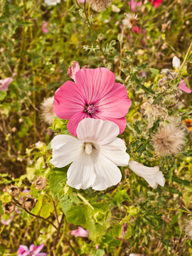 Ein Malvenp&auml;rchen - Zwei Bl&uuml;ten Weiss und Pink