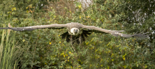 Griffon vulture flying