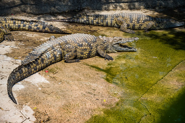 Crocodiles fighting for food in park.