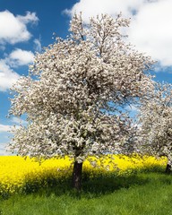 flowering apple tree with field of rapeseed