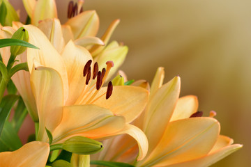 Kwitnące lilie © CUKMEN