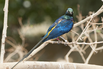 golden-breasted starling (Lamprotornis regius)
