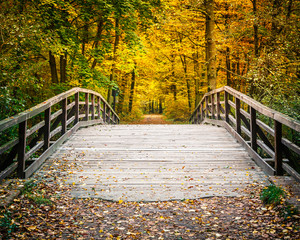 Fototapeta na wymiar Bridge in autumn forest
