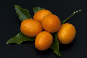 Kumquats; Fortunella; Citrus;