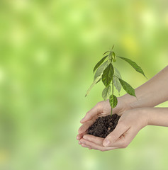 avocado sapling in hands as a gift of agriculture