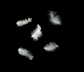 Close up of white feathers
