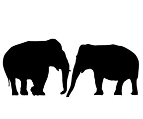 Fototapeta premium Elephants in love