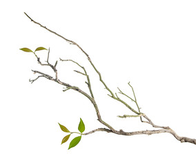 Branch with leaves - obrazy, fototapety, plakaty
