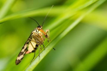Closeup of an insect