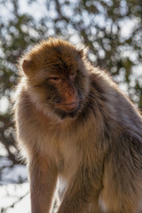 Gibraltar Monkeys or Barbary Macaques