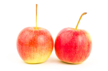 Fresh apple fruit