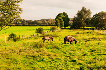 Pferde auf Weide im Herbst