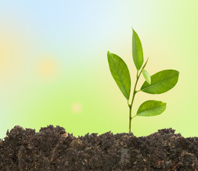 citrus sapling