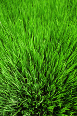 Fototapeta na wymiar Rice field texture