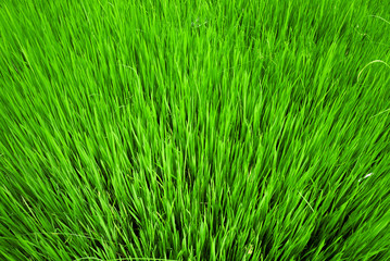 Rice field texture