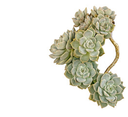 Hen and Chicks plant isolated on white background