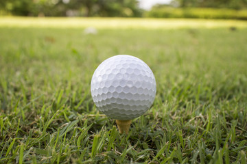 golf ball on green grass
