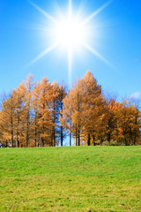 Sunny Landscape Wallpaper Sunshine