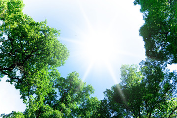 Obraz premium Leaves and Branches Foliage Beauty