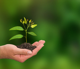 Sapling in hand