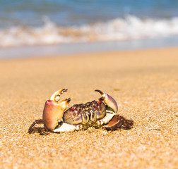 Alien Creature Menacing Eyes