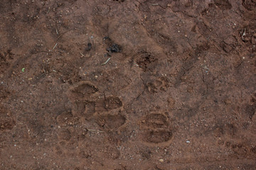 Cow's footprint