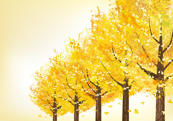 イチョウ 並木 Golden trees in late autumn