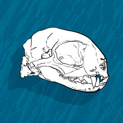 Animal skull with shadow on blue background