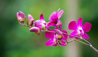 orchid
