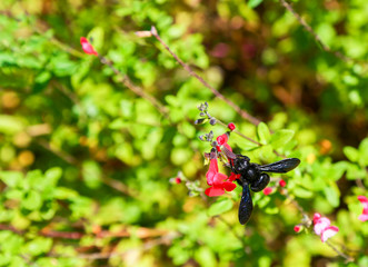 Xylocope carpenter bee