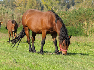 Horses in a field