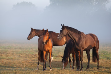 Fototapeta na wymiar horses on foggy pasture
