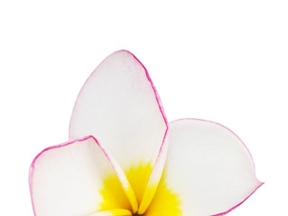 flower frangipani