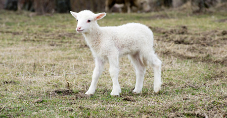 Fototapeta premium sheep