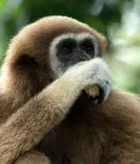gibbon