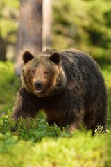Fototapeta na wymiar Brown bear in the forest
