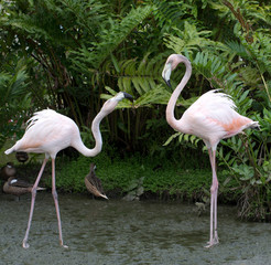flamingos