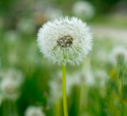 dandelions